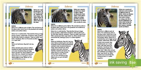 Zebra Facts For Kids Twinkl Homework Help Twinkl