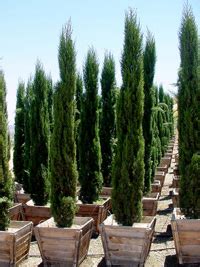 Weitere ideen zu vorgarten, gartengestaltung, garten. Mittelmeerzypresse / mediterrane Säulenzypresse ...