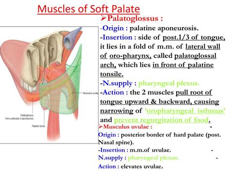 Muscles Of The Soft Palate