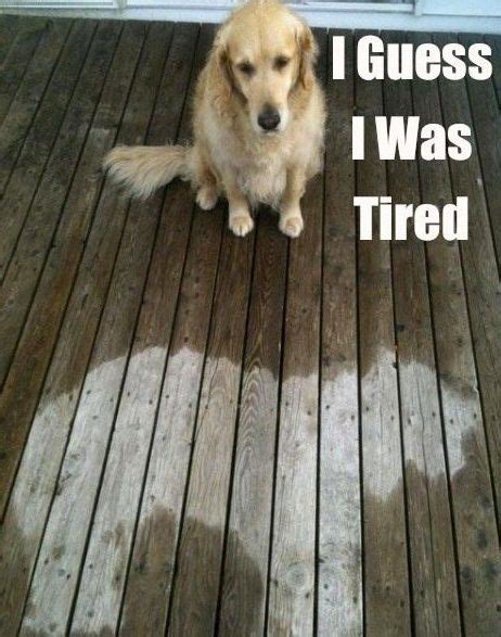 Tired Dog New Funny Memes Funny Animal Memes Funny Dogs Funny