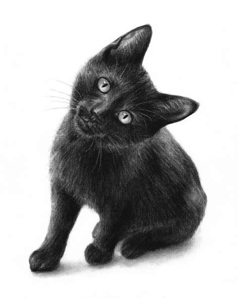 Inquisitive Black Cat Charcoal Drawing By Fineartbyelisa Visit Here To