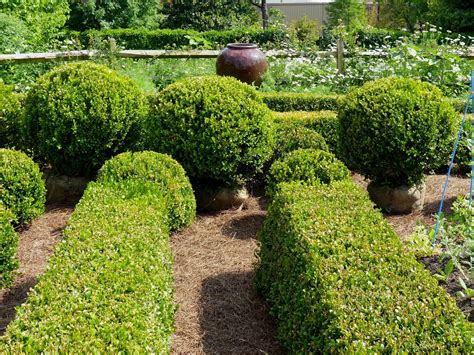 Free 75 English Dwarf Boxwood Shrubs By Doodle