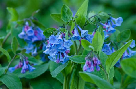 12 Perennial Plants That Shine In The Shade
