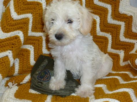 Puppies For Sale Schnoodle All Sizes Schnoodles Fcategory