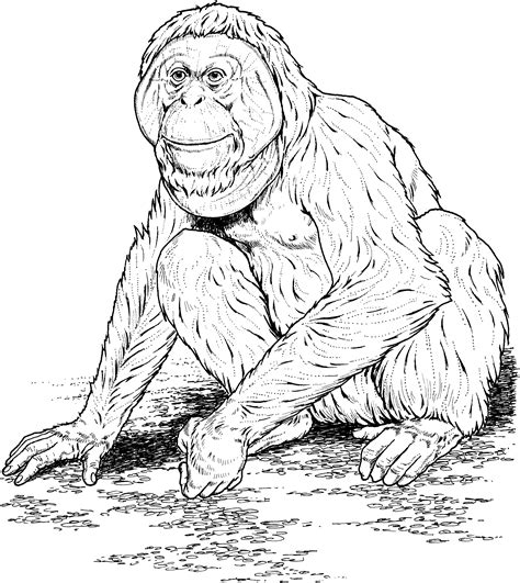 Free Ape Coloring Pages