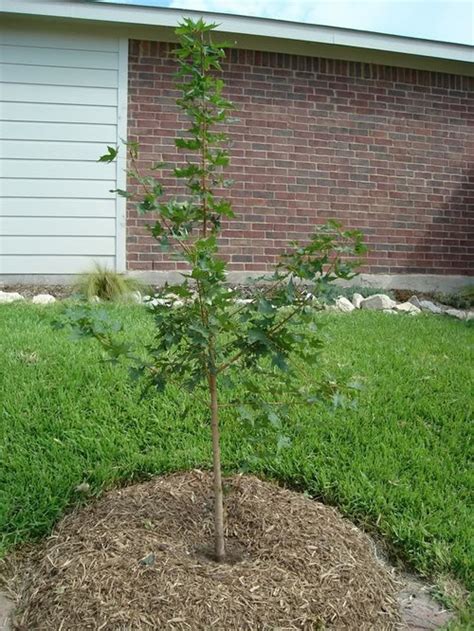 In spring, their leaves begin with a dark burgundy color, gradually turning to green as summer. Shantung maple in Texas