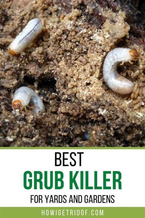 Best Grub Killer For Yards And Gardens How I Get Rid Of