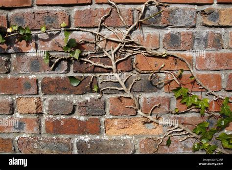 Growing On Brick Wall Hi Res Stock Photography And Images Alamy
