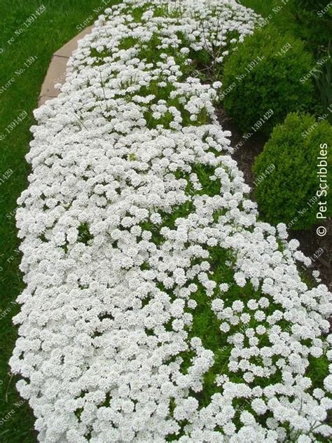 200 Creeping Thyme Seeds Flower Seeds Rock Cress Ground Cover Seeds