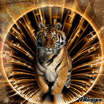 Tigre siberiano / tigre de amur (panthera tigris altaica) rugiendo en la hierba alta, nativa de rusia y china. Gold & Black Tiger Picture #123955968 | Blingee.com