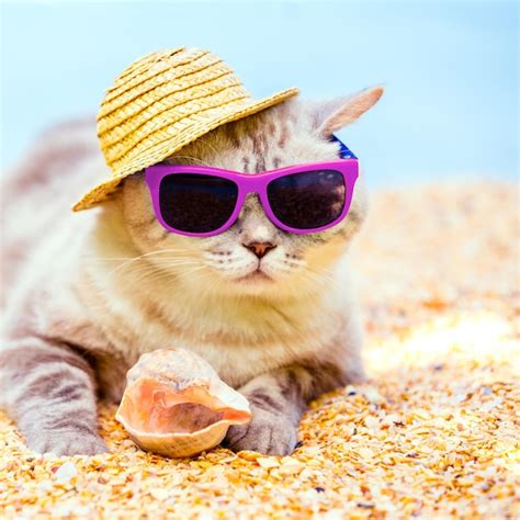 13000 Cat Sunglasses Pictures