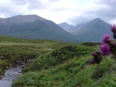 Free Stock Photo Of Purple Scottish Thistle Growing Alongside A Brook