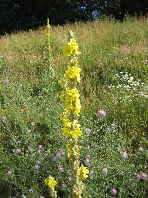 A flower has male parts and female parts. Mullein: Yellow Lights