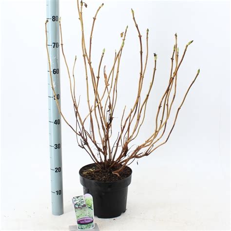 Hydrangea macrophylla Soeur Thérèse Atacado de Plantas FlorAccess