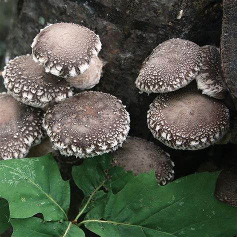 What are the pest and diseases of mushroom? How to grow Shiitake mushrooms on logs