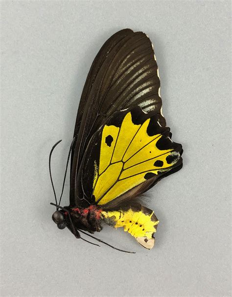 Troides Helena Maurus M A1 Bali Indonesia Butterfly Art Inc