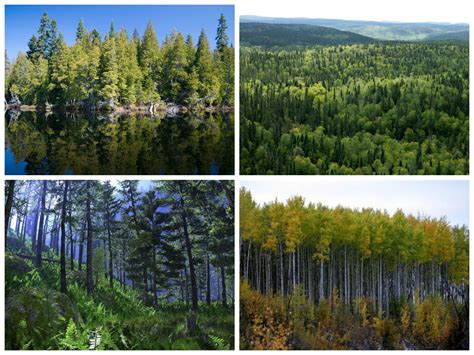 Boreal Forest Biomes
