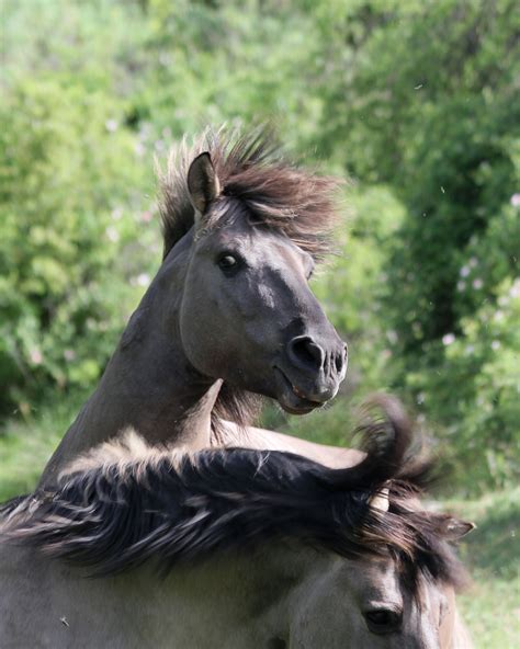 New documentary film about wild horses in Bulgaria and Poland ...