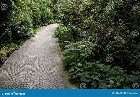 Cobblestone Road In The Forest Stock Photo Image Of Path Trail