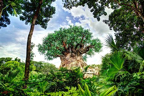 Download Tree Of Life Wallpaper At Disney Again By Aferguson85