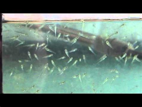 For more information, please go to the page red koi fish. Koi Fish Babies At The "swim up" Stage Of Development ...