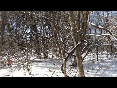 Rabbit Hunt In The Snow Youtube