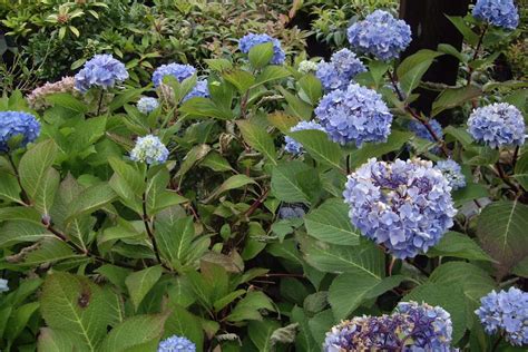 11 Shrubs For Shade That Grow Well In Zone 6