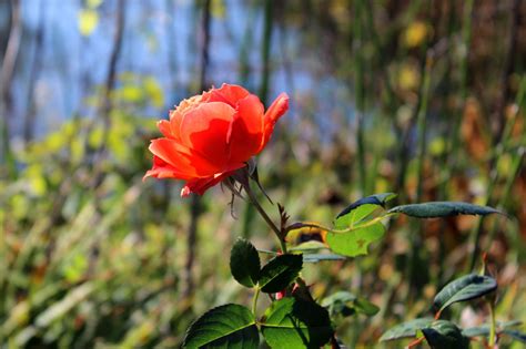 Spahn & rose lumber co, located in independence, iowa, is at 1st street west 900. Day Trips & Beyond: Antique Rose Emporium: Independence is ...