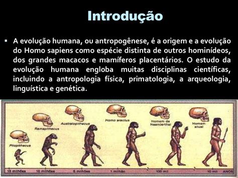 Ao Estudar A Evolução Da Espécie Humana Askschool