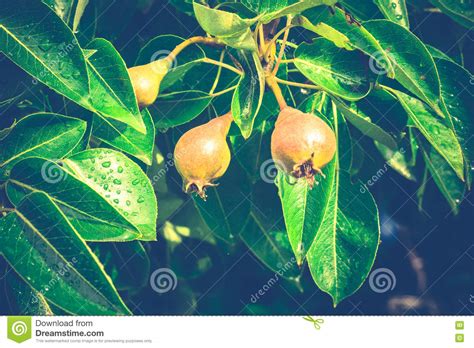 Small Pears On Branch Stock Image Image Of Hanging Tree 76134893