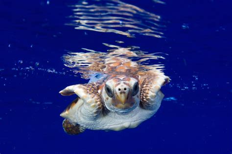 A Turtles Tale Researchers Discover Baby Turtles