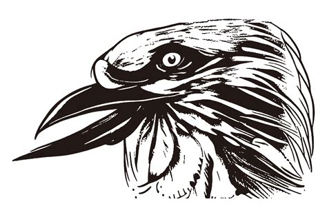 Crow Head Line Art Vector Graphic By Arsa Adjie · Creative Fabrica