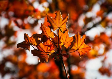 Wallpaper Sunlight Leaves Nature Branch Autumn Flower Season