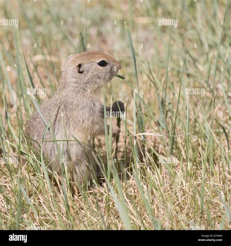 A Gopher Also Known As Richardsons Ground Squirrel At Horsethief