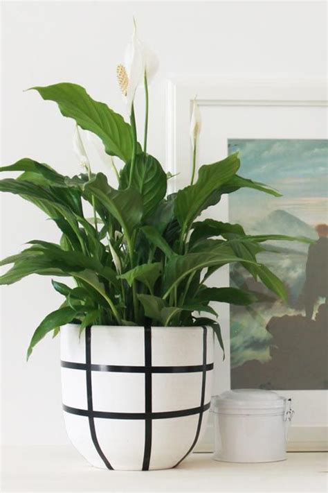 30 Best Indoor Plants Good Inside Plants For Small Space Gardening