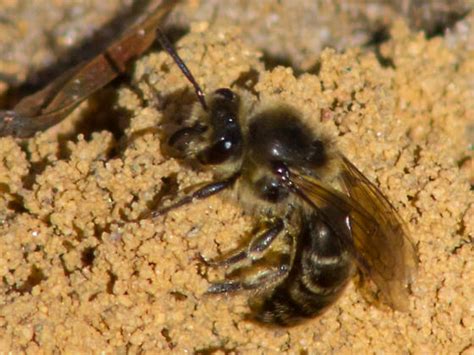 Sand Burrowing Bee Colletes Inaequalis Bugguidenet