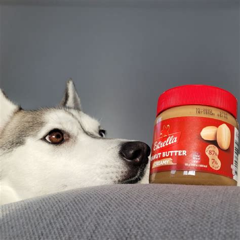 Can Dogs Eat Peanut Butter — Pocket Puppy School