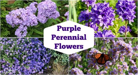 Purple Perennial Flowers 24 Brilliant Choices For Gardens 2023