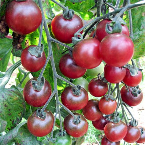Tomato Black Cherry 10cm Tomatoes Garden World Nursery