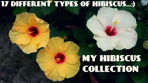 17 Different Types Of Hibiscus Flowers In My Garden Youtube