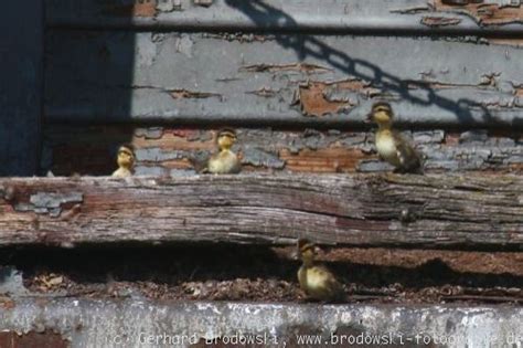 Zusammen mit der kunstbrut erlangte auch die künstliche aufzucht große bedeutung. Enten-Bilder mit Namen - Wildenten Beobachtungen