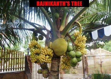Indoor bonsai are bonsai cultivated for the indoor environment. Rajnikants' fruit tree. | Fruit salad tree, Bonsai fruit ...