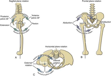 Hip Musculoskeletal Key
