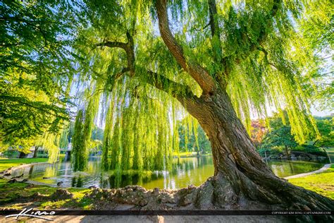 Willows, also called sallows and osiers, form the genus salix, are around 400 species of deciduous trees and shrubs, found primarily on moist soils in cold and temperate regions of the northern. The Willow Tree