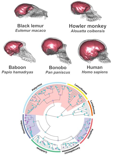 Large Brains Have Long Differentiated Humans And Primates From Other