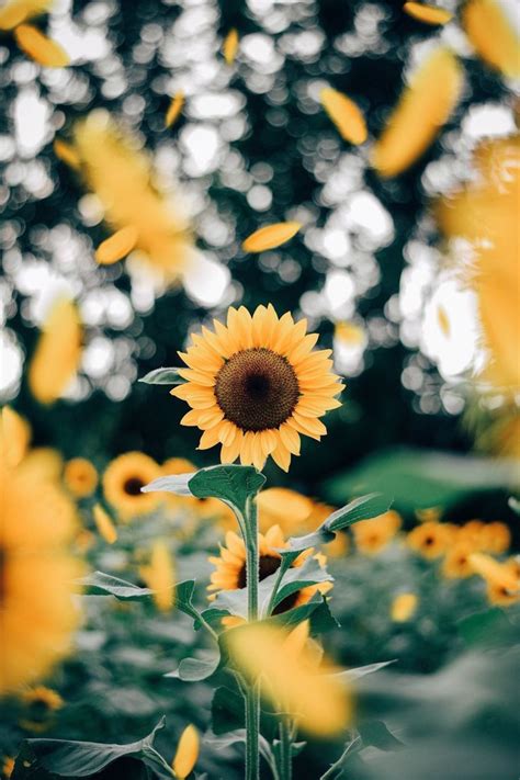 Bunga matahari adalah salah satu tanaman berbunga. sunflowers | Estetika kuning, Latar belakang, Wallpaper ...