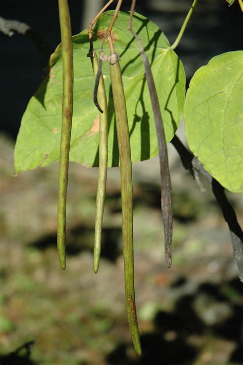 The old pod shells are. Northern Catalpa