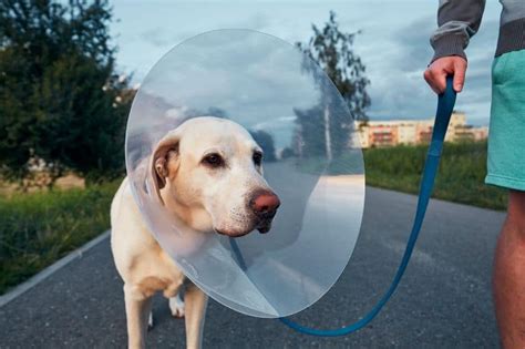 Nov 20, 2013 · after your dog or cat has had surgery (no matter how old or young they are) you must keep them restricted for fourteen days. How Should a Dog Cone Fit? The Importance of a Proper Fit ...