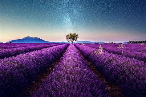 Stunning Landscapes Of A Lavender Field In Southern France By Samir