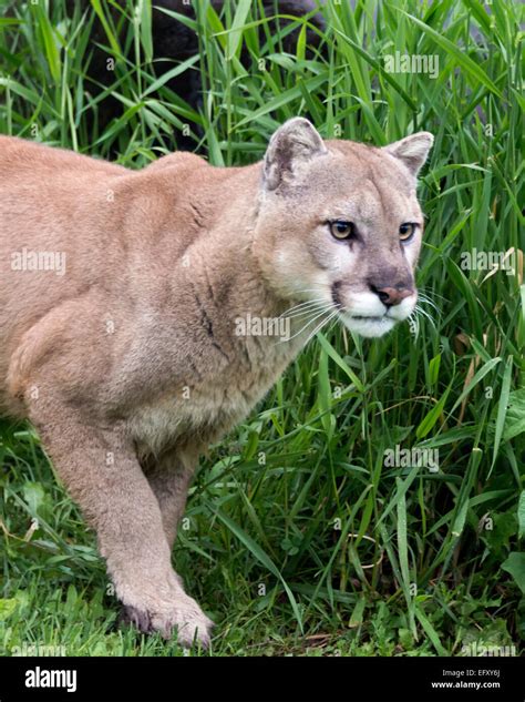 Cougar Close Up Near Sandstone Minnesota Usa Stock Photo Alamy